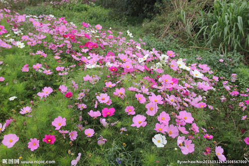 格桑花的花语是什么？