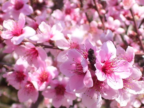 咸池桃花是什么意思