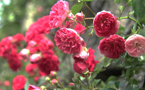 蔷薇花是什么季节开的？