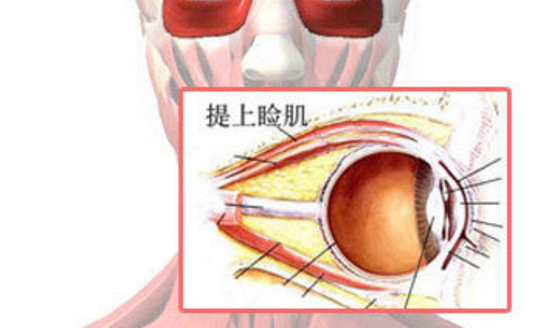 眼皮为什么会跳？