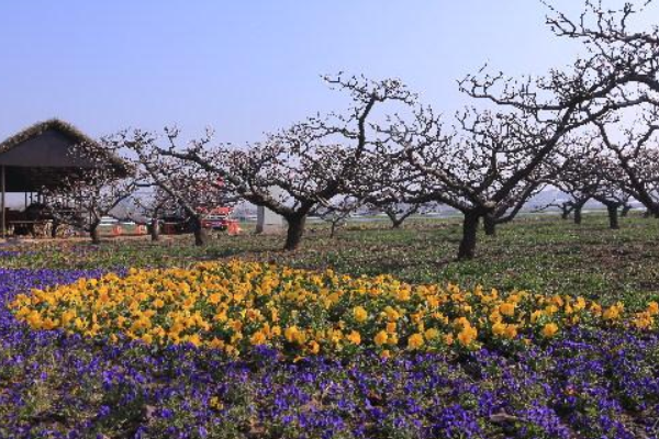 2021年五一全国赏花地图已公布，去哪里赏花性价比是最高的？