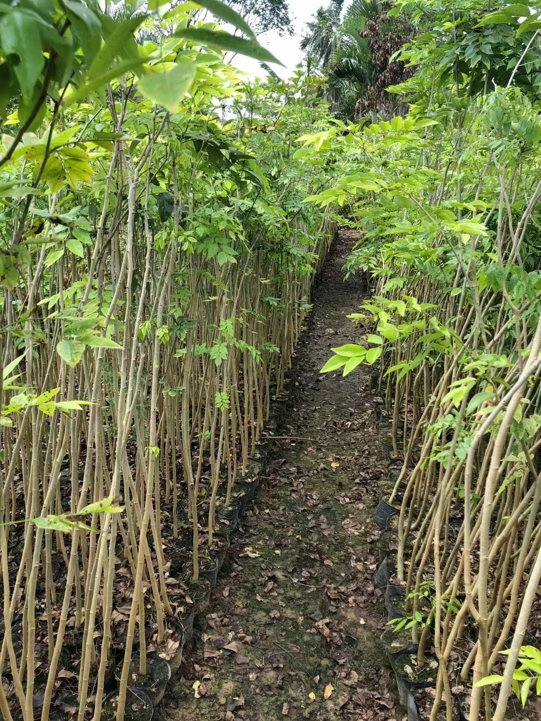 黄花梨树苗怎么种植