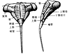 真的有“南非吸脂蚊子”吗