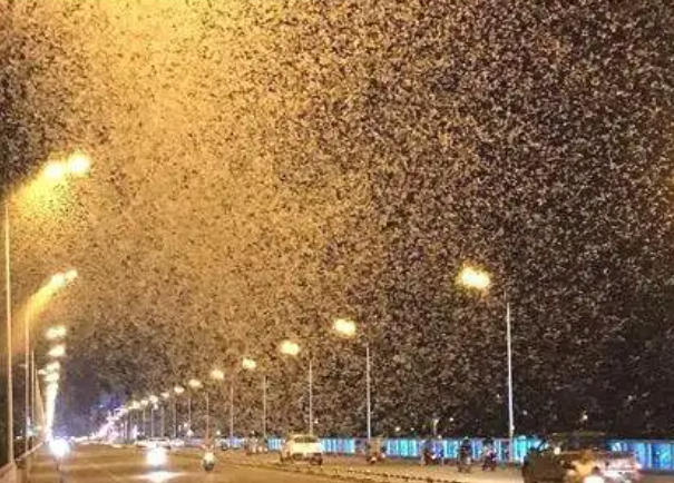 湖南一桥上飞虫铺天盖地如下雪，大量蜉蝣出没对居民的影响有哪些？