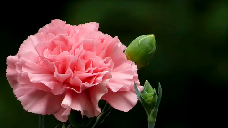 教师节送什么礼物