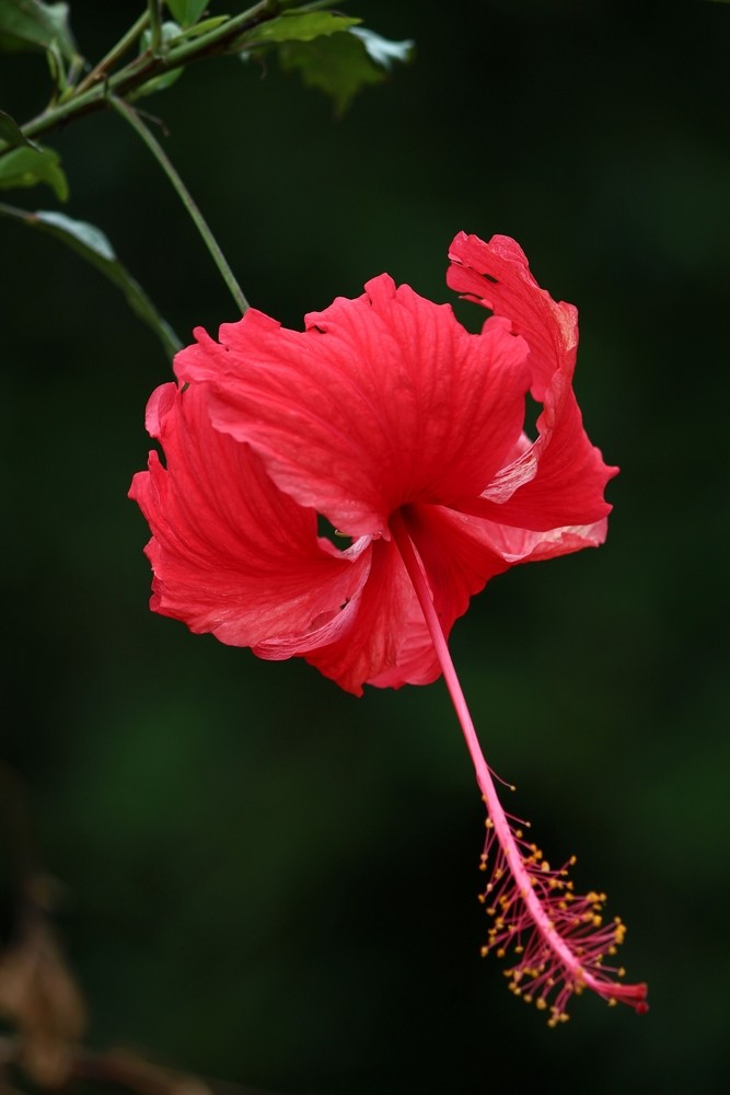 带有死亡意义的花有哪些？要花语 谢谢