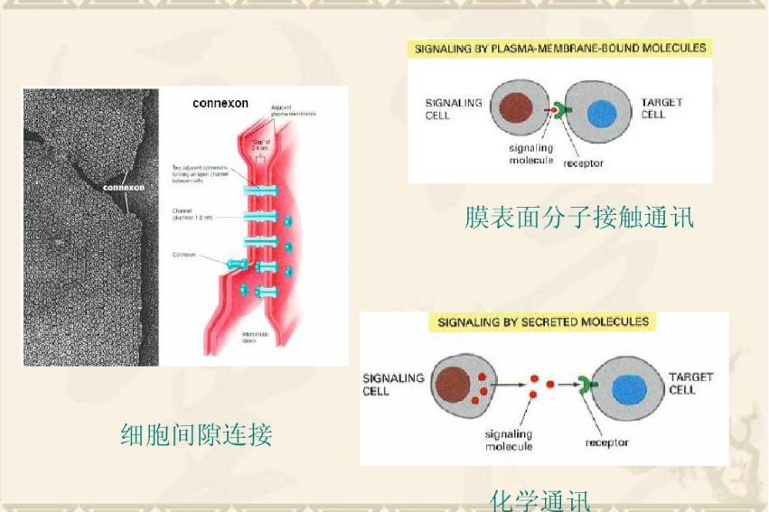 小圈中gj和sj的意思