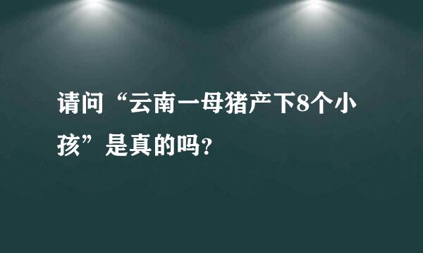 请问“云南一母猪产下8个小孩”是真的吗？