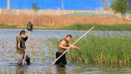 石家庄一只带箭飞行9天的白腹鹞获救了，它是靠什么坚持下来的？