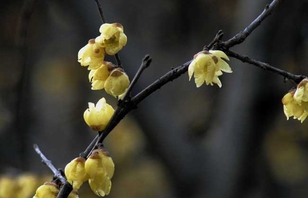 腊来自梅花什么时候开