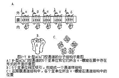 终板电位的终板电位的定义