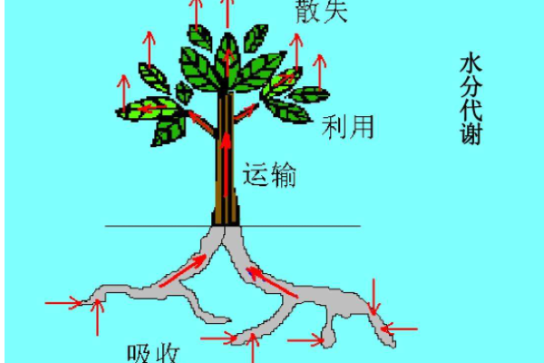 水分在植物体内的运输途径是什么？