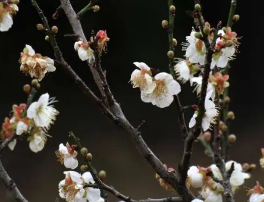 不知近水花先发 疑是经冬雪未销是什么意思？