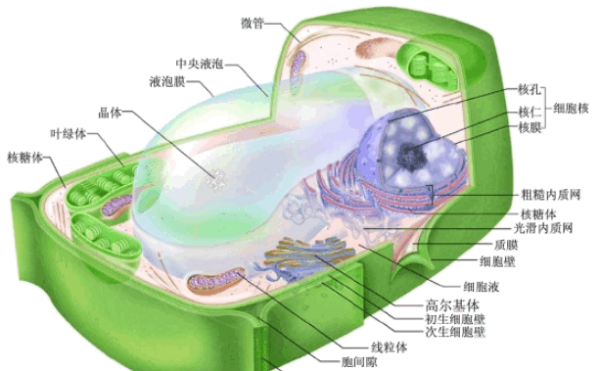 原生质体名词解释是什么?