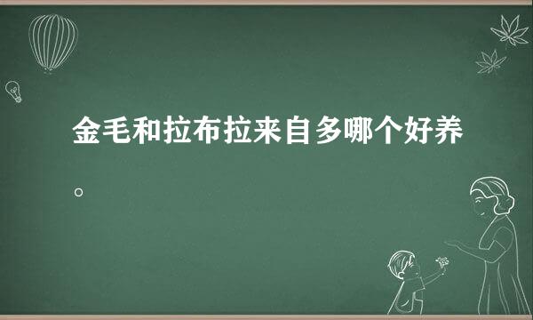 金毛和拉布拉来自多哪个好养。