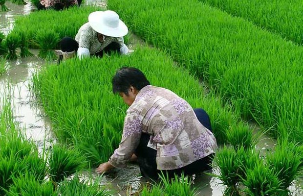 芒种是什么意思？