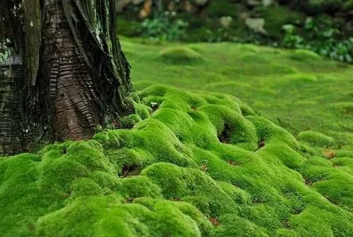 苔藓植物的主要特征是什么?