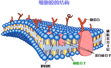 细胞膜的结构特点与功能特点分别是什么？