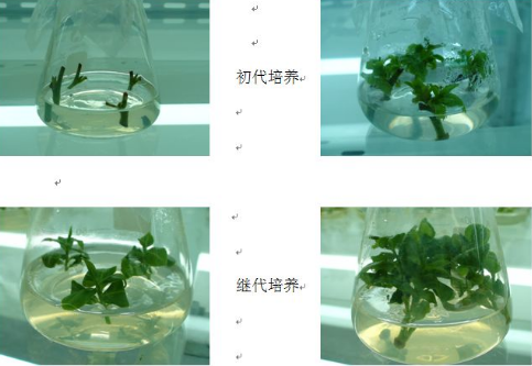 MS培养基的配方