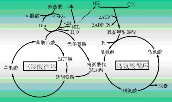 尿素循环名来自词解释是什么?