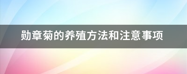 勋章菊的养殖方法和注意事项