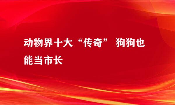 动物界十大“传奇” 狗狗也能当市长