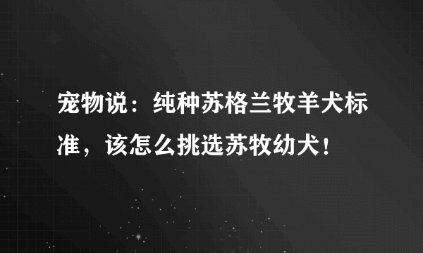 宠物说：纯种苏格兰牧羊犬标准，该怎么挑选苏牧幼犬！