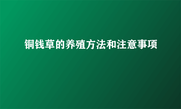 铜钱草的养殖方法和注意事项