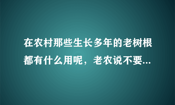 在农村那些生长多年的老树根都有什么用呢，老农说不要扔，是宝