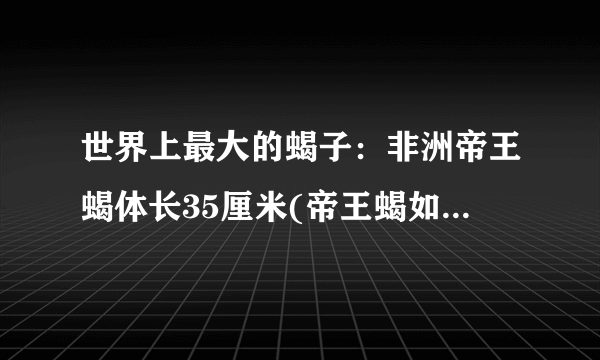 世界上最大的蝎子：非洲帝王蝎体长35厘米(帝王蝎如何饲养)