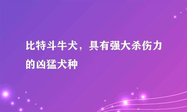 比特斗牛犬，具有强大杀伤力的凶猛犬种