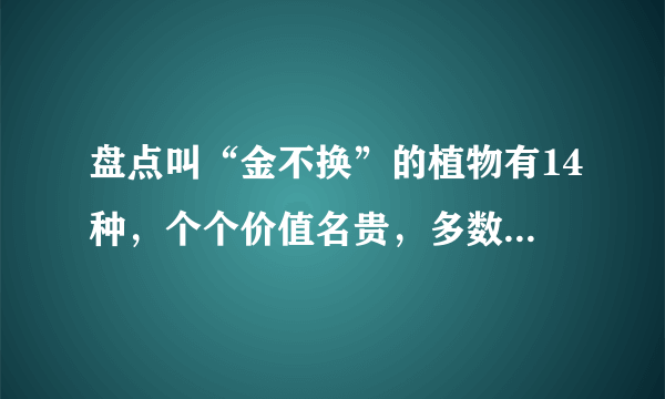 盘点叫“金不换”的植物有14种，个个价值名贵，多数外形却很普通