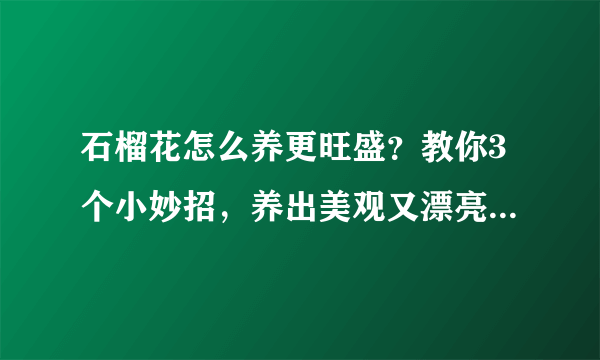 石榴花怎么养更旺盛？教你3个小妙招，养出美观又漂亮的石榴花