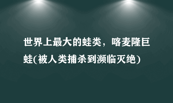 世界上最大的蛙类，喀麦隆巨蛙(被人类捕杀到濒临灭绝)