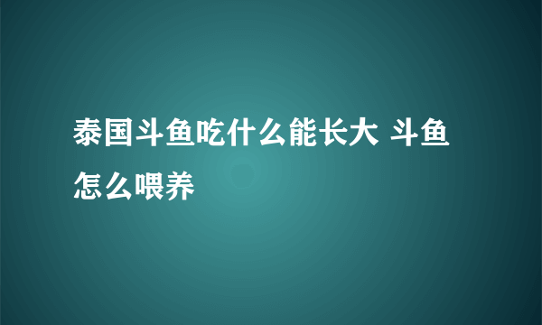 泰国斗鱼吃什么能长大 斗鱼怎么喂养