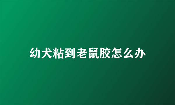 幼犬粘到老鼠胶怎么办