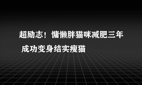 超励志！慵懒胖猫咪减肥三年 成功变身结实瘦猫