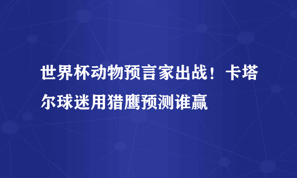 世界杯动物预言家出战！卡塔尔球迷用猎鹰预测谁赢