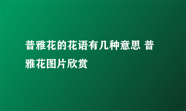 普雅花的花语有几种意思 普雅花图片欣赏