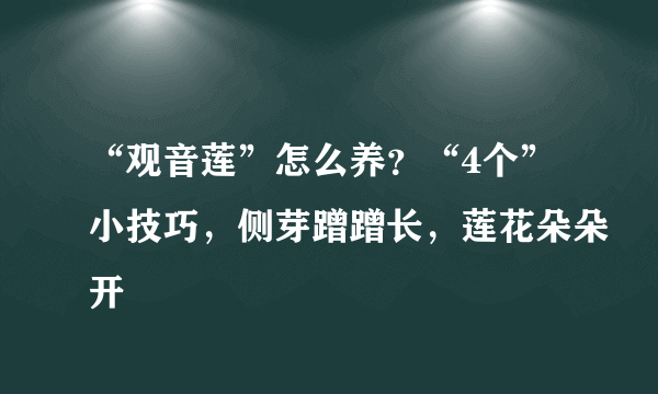 “观音莲”怎么养？“4个”小技巧，侧芽蹭蹭长，莲花朵朵开