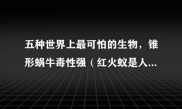 五种世界上最可怕的生物，锥形蜗牛毒性强（红火蚁是人类大敌）五