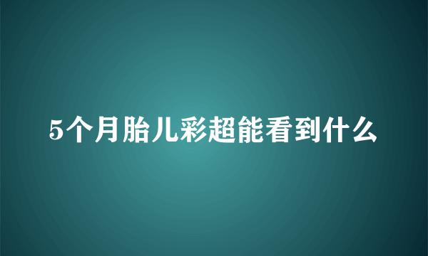 5个月胎儿彩超能看到什么