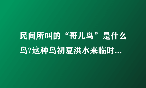 民间所叫的“哥儿鸟”是什么鸟?这种鸟初夏洪水来临时经常听到叫声，民间还有一个关于这种鸟来源的故事。