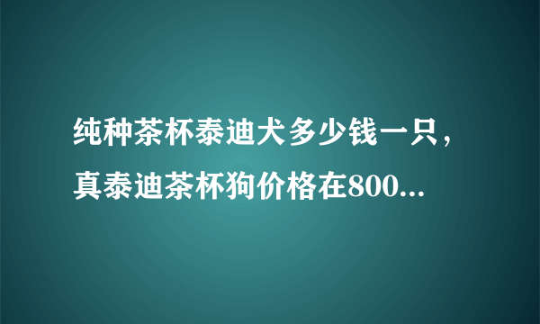 纯种茶杯泰迪犬多少钱一只，真泰迪茶杯狗价格在8000元以上