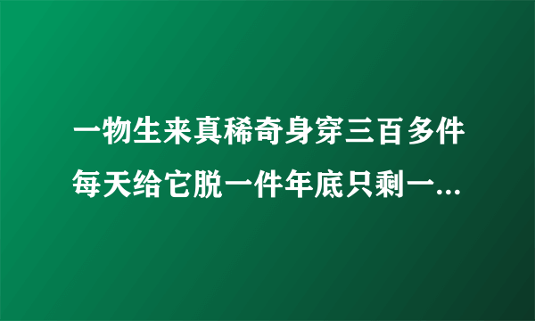 一物生来真稀奇身穿三百多件每天给它脱一件年底只剩一张皮谜底是？