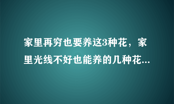 家里再穷也要养这3种花，家里光线不好也能养的几种花，有哪些呢？