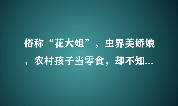 俗称“花大姐”，虫界美娇娘，农村孩子当零食，却不知是大害虫