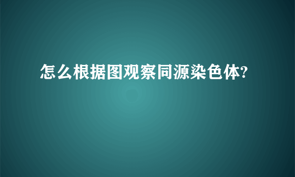 怎么根据图观察同源染色体?