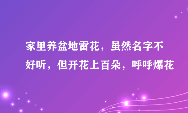 家里养盆地雷花，虽然名字不好听，但开花上百朵，呼呼爆花