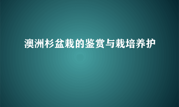 澳洲杉盆栽的鉴赏与栽培养护